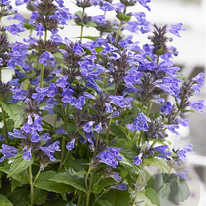Nepeta Neptune GM P9