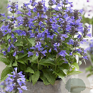 Nepeta Neptune GM P9
