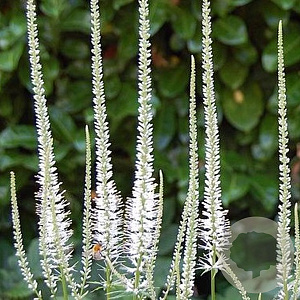 Veronicastrum virg. 'Album' GM P9
