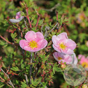 Potentilla f. Princess 30-35 cm C1.5
