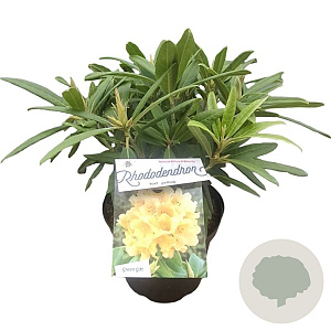 Rhododendron 'Tortoiseshell Yellow' 30-40 cm 5,0L struik