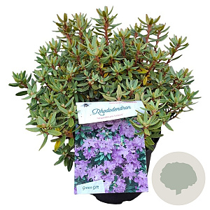 Rhododendron impeditum select 25-30 cm 3,5L