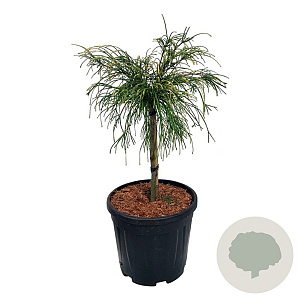 Thuja plicata 'Golden Whipcord' 40 cm stam 15L kroon 50-60