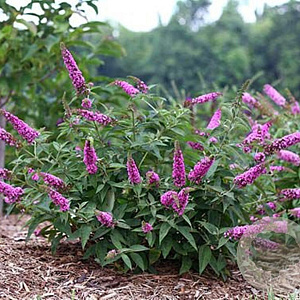 Buddleja 'Pink Micro Chip' GM 3,0L leverbaar