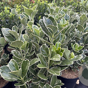 Euonymus jap. Silver Simon 20-25 cm 2,0L