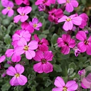 Aubrieta Florado Neon Pink GM C1.3 BIO