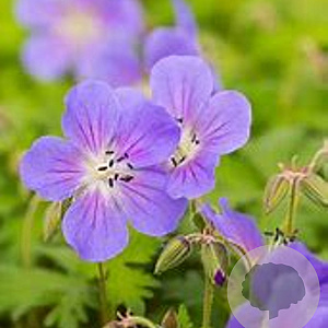 Geranium himalayense Kaya GM C1.3 BIO