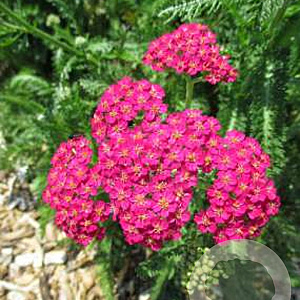 Achillea millefolium New Vintage Rose GM C1 BIO