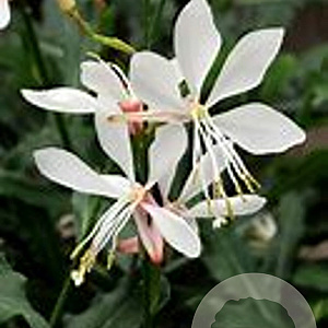 Gaura lindheimeri 'Sparkle White' GM C1.3 BIO
