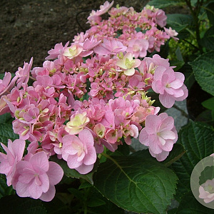 Hydrangea m. You & Me Forever GM 3,0L leverbaar
