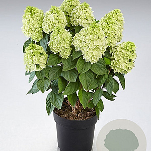 Hydrangea pan. Panenka 50-60 cm p29