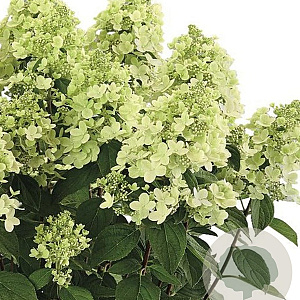 Hydrangea pan. Panflora 50-60 cm p29