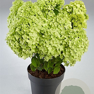 Hydrangea pan. Panzola 50-60 cm p29