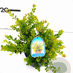 Ilex crenata 'Golden Gem' 20-25 cm 2,0L