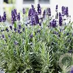 Lavandula 'Valence Dark' GM C1 BIO