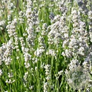 Lavandula angustifolia 'White Summer' GM C1.3 BIO