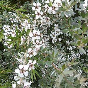 Leptospermum 'Silver Sheen' 20-30 cm 2,0L struik