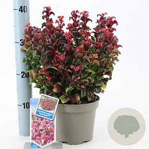 Leucothoe axillaris 'Curly Red' 20-25 cm 2,0L