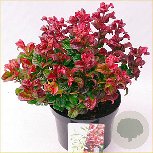 Leucothoe axillaris Twisting Red 20-25 cm 2,0L
