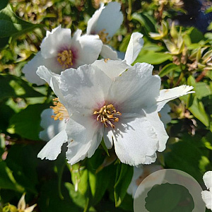 Philadelphus 'Belle Etoile' 100-125 cm met kluit struik