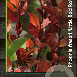 Photinia fraseri 'Little Red Robin' 25-30 cm 2,0L