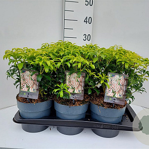 Pieris japonica 'Bonfire' 20-25 cm 2,0L