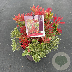 Pieris jap. 'Carnaval' 20-25 cm 2,0L