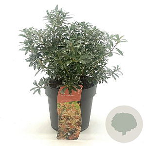 Pieris jap. 'Little Heath' 20-25 cm 2,0L