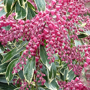 Pieris jap. 'Ralto' 20-25 cm 2,0L
