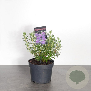 Rhododendron 'Azurika' 20-25 cm 2,0L