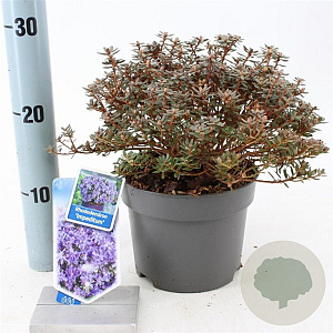Rhododendron impeditum 20-25 cm 2,0L