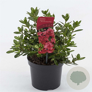 Rhododendron (AJ) 'Moederkensdag' 20-25 cm 2,0L