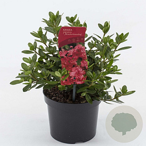 Rhododendron (AJ) 'Moederkensdag' 20-25 cm 2,0L