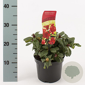 Rhododendron (F) 'Scarlet Wonder' 20-25 cm 2,0L