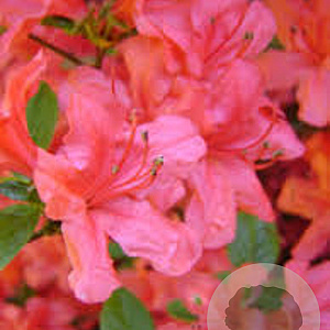 Rhododendron (AJ) 'Signalglühen' 20-25 cm 2,0L