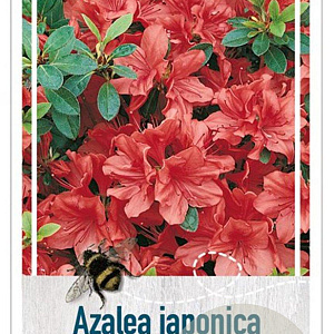 Rhododendron (AJ) 'Signalglühen' 20-25 cm 2,0L