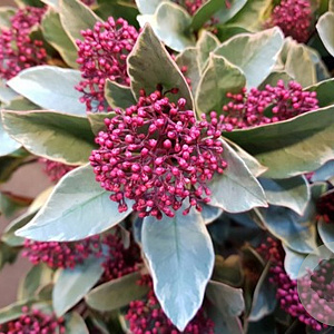 Skimmia j. 'Perosa' 35 cm 3,0L