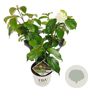 Viburnum Shiny Dancer GM 3,0L leverbaar