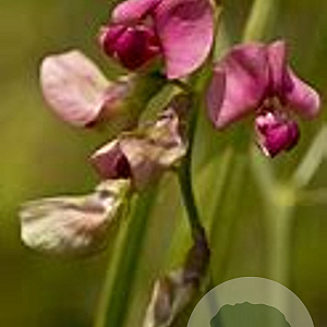 Lathyrus sylvestris 'Wagneri' GM C1.3 BIO