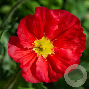 Papaver nudicaule 'Champagne Bubbles Scarlet' GM C1 BIO