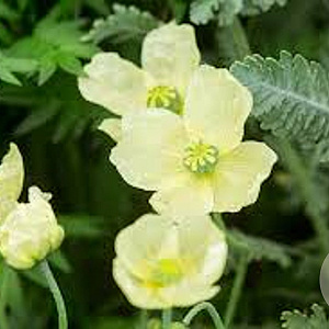 PAPAVER NUDICAULE 'PACINO' GM C1 BIO