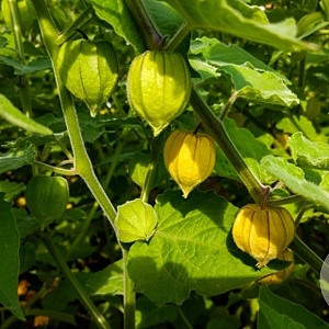 Physalis peruviana GM C1 BIO