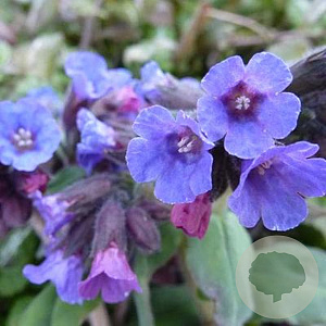 Pulmonaria 'Samurai' GM C1.3 BIO