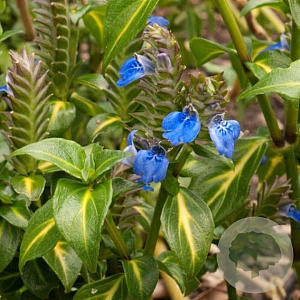 Rungia klossii GM C1 BIO