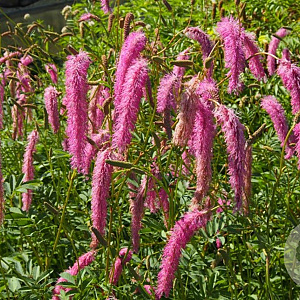 Sanguisorba hakusanensis 'Lilac Squirrel' GM C1.3 BIO