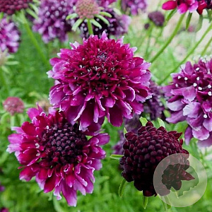 Scabiosa 'Barocca' GM C1 BIO