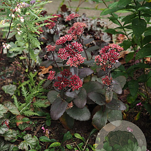 Sedum 'Chocolate Cherry' GM C1 BIO