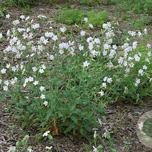 Silene latifolia GM C1 BIO inheems