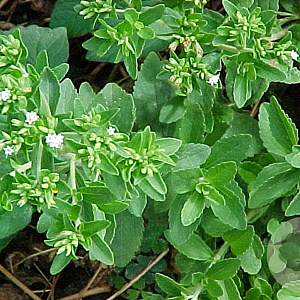 Stevia rebaudiana GM C1 BIO