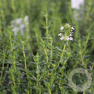 Thymus faustinoi GM C1 BIO